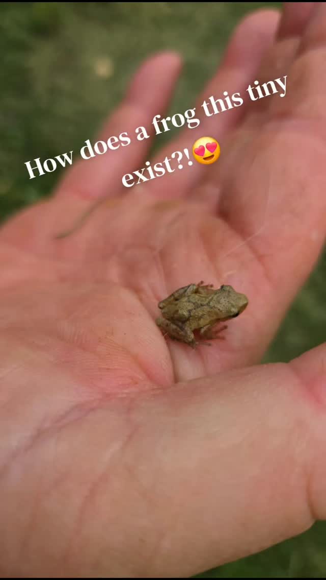 #cute #nature #canada #frogs